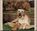 photo cross stitch Dog