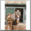 cross stitch pattern Misty