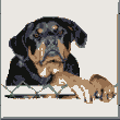 cross stitch pattern Kona (rotweiller);