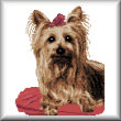 Cross stitch pattern Yorkshire Terrier