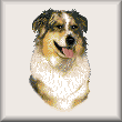 cross stitch pattern Tazz - Australian Shepherd