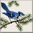 Cross stitch pattern Blue Jay