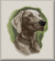 cross stitch pattern Weimaraner