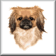 cross stitch pattern Pekingese